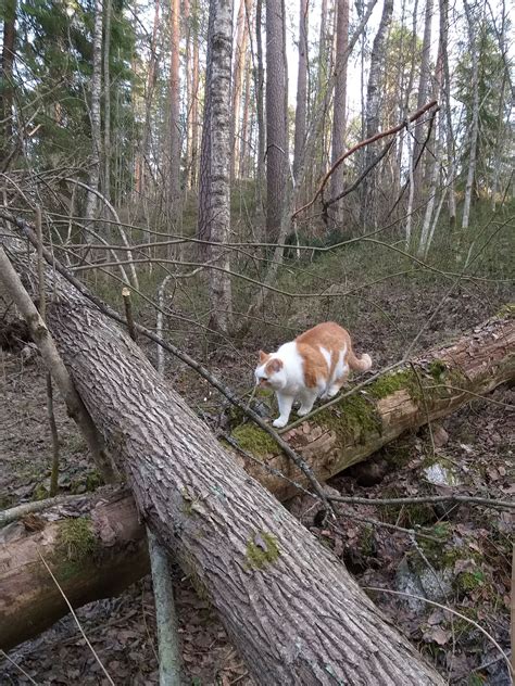 kissa kaatuilee|Purppuranahakka, maisema ja kissa rungolla